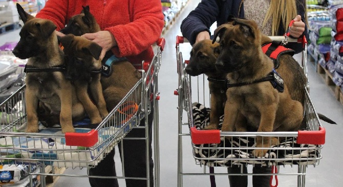 Des Guerriers d'Anubis - Les guerriers au magasin !