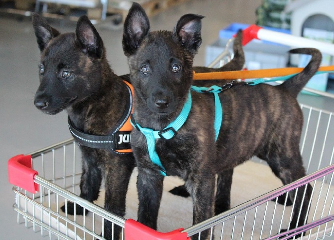 Des Guerriers d'Anubis - Les bébés au magasin :-)