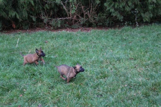 Des Guerriers d'Anubis - Première sortie des bébés, Youpi de l'herbe !