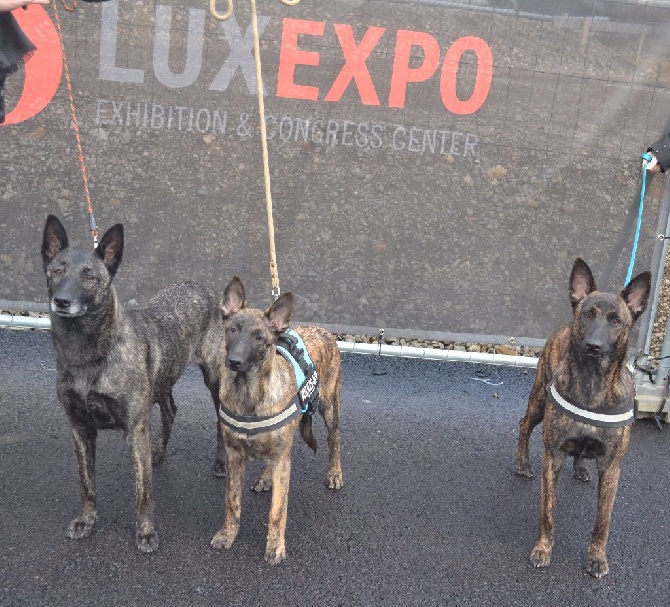 Des Guerriers d'Anubis - Les Hollandaises au Luxembourg