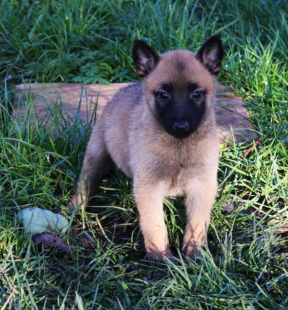 Des Guerriers d'Anubis - Chiot disponible  - Berger hollandais