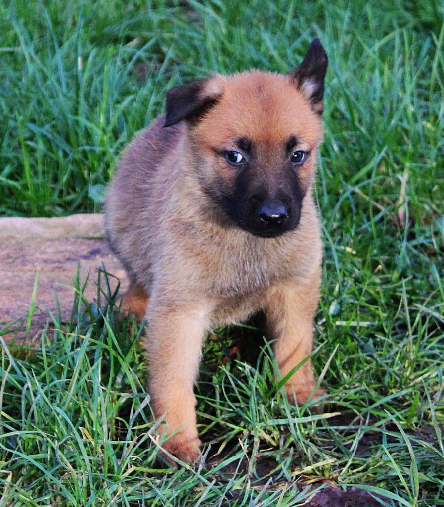 Des Guerriers d'Anubis - Chiot disponible  - Berger hollandais