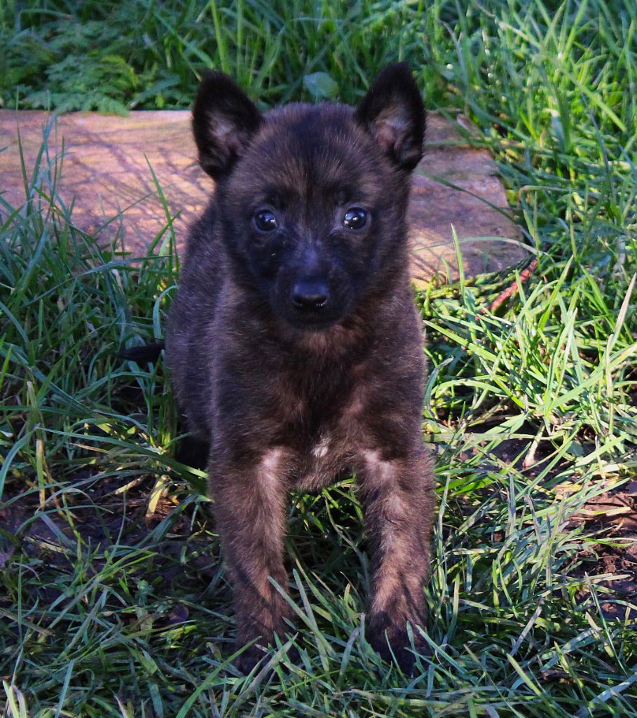 Des Guerriers d'Anubis - Chiot disponible  - Berger hollandais