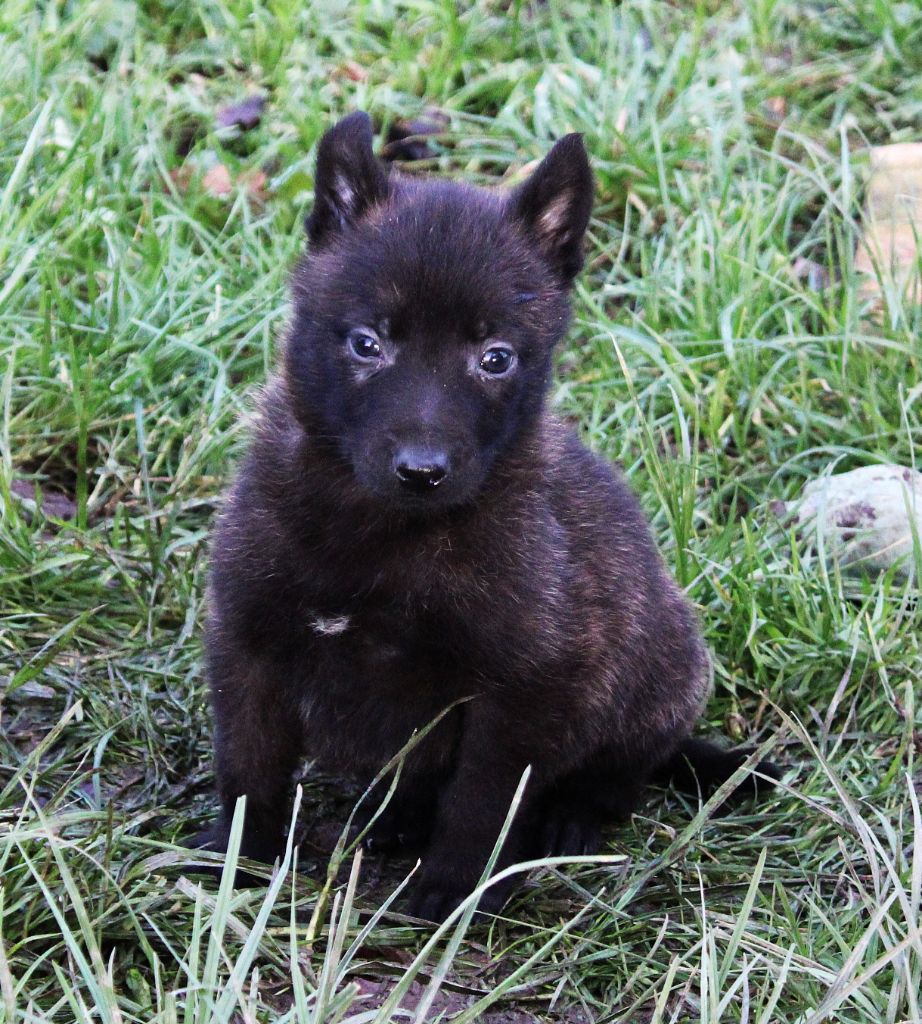 Des Guerriers d'Anubis - Chiot disponible  - Berger hollandais