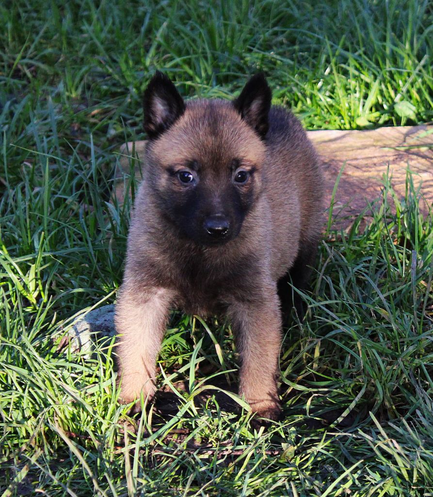 Des Guerriers d'Anubis - Chiot disponible  - Berger hollandais