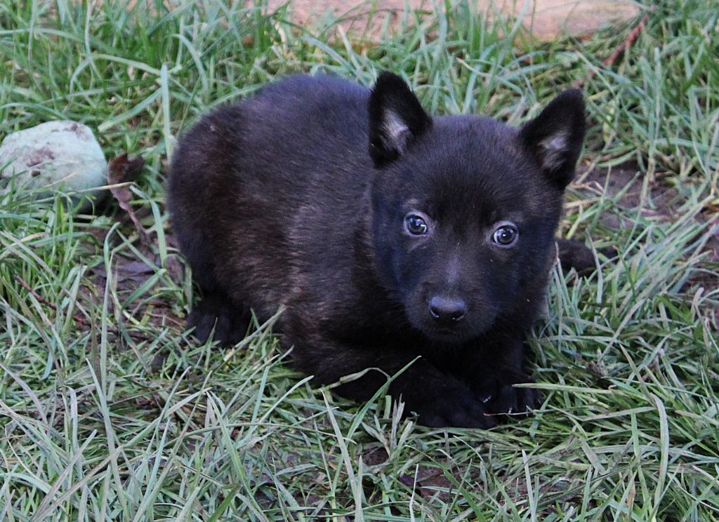 Des Guerriers d'Anubis - Chiot disponible  - Berger hollandais