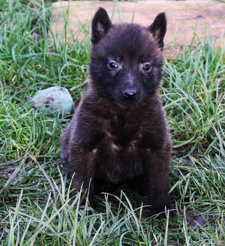 Des Guerriers d'Anubis - Chiot disponible  - Berger hollandais