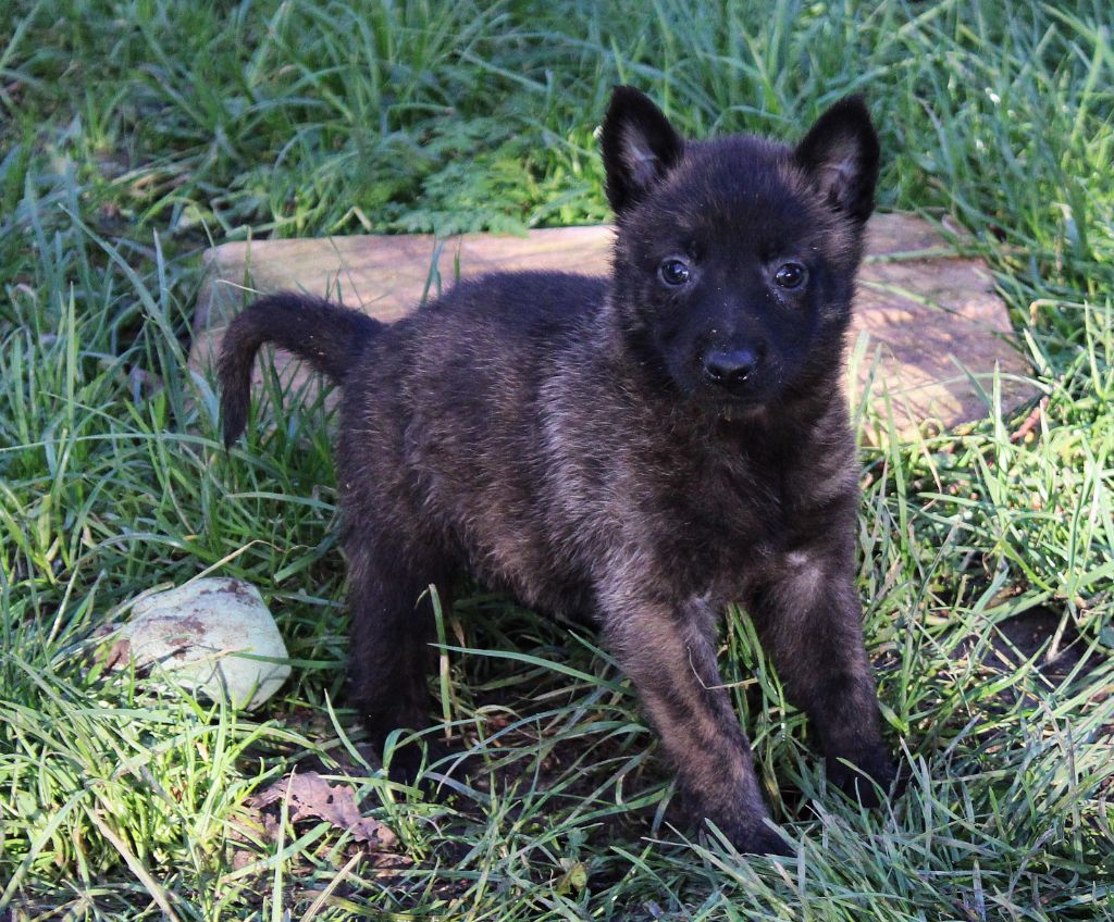 Des Guerriers d'Anubis - Chiot disponible  - Berger hollandais