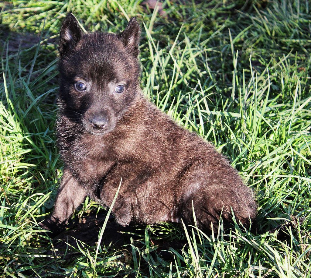 Des Guerriers d'Anubis - Chiot disponible  - Berger hollandais