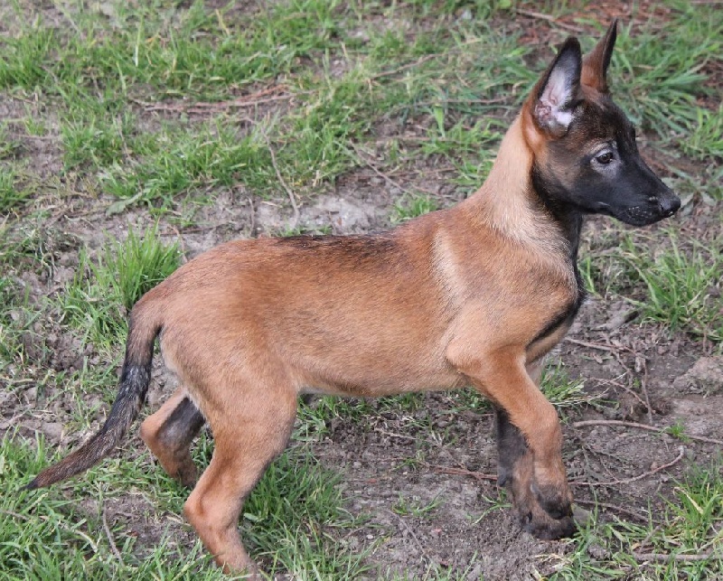 Molly Des Guerriers d'Anubis