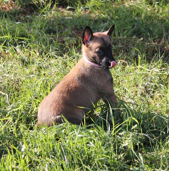Maelie Des Guerriers d'Anubis