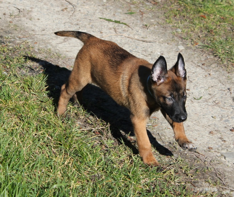 Mya Des Guerriers d'Anubis