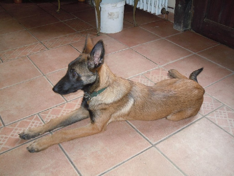Grace (du haras d'orion) Des Guerriers d'Anubis