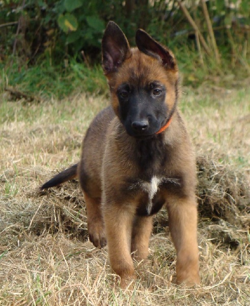 Lazlo (du haras d'orion) Des Guerriers d'Anubis