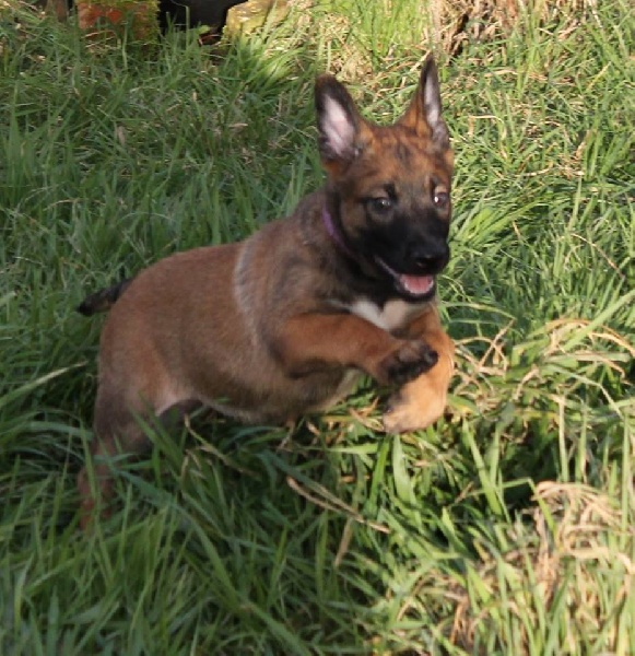 Margo Des Guerriers d'Anubis