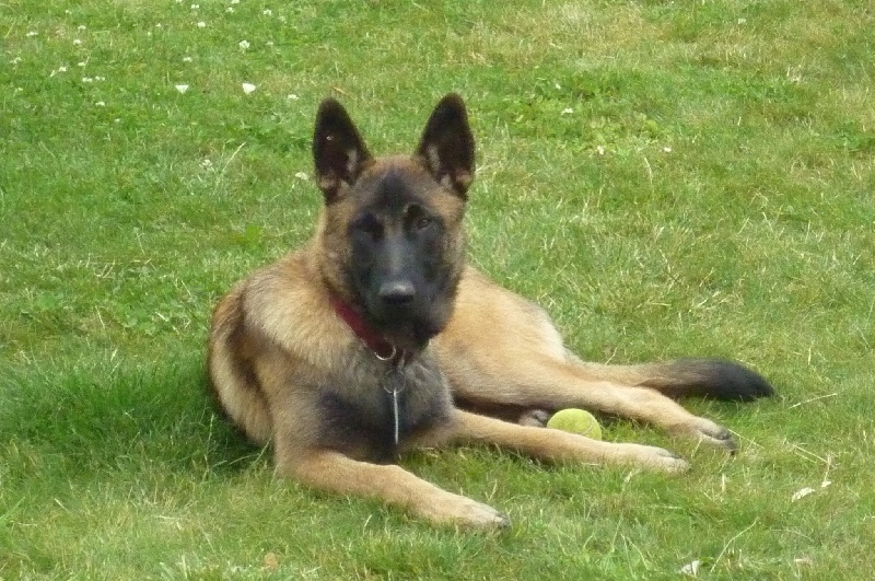 Iris (du haras d'orion) Des Guerriers d'Anubis