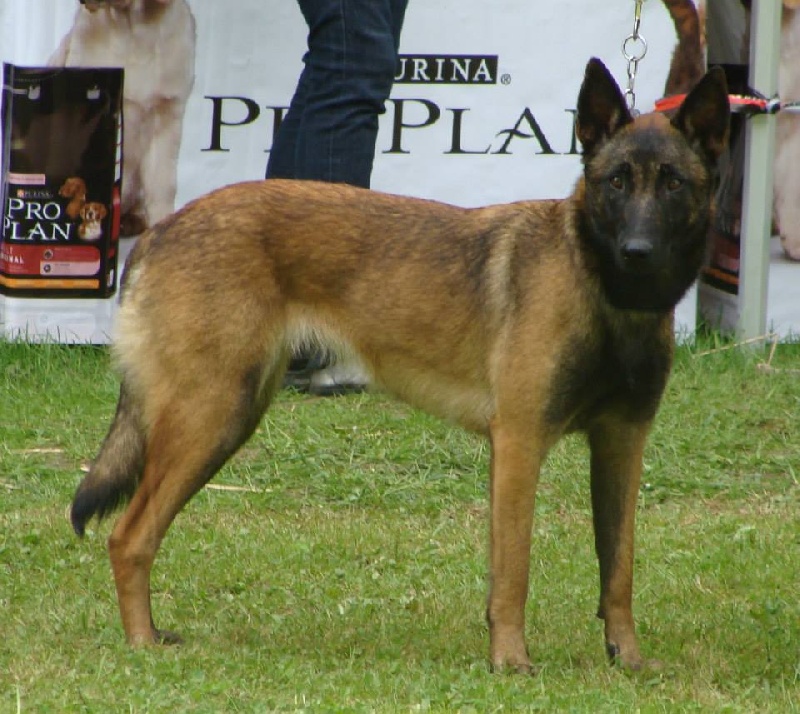 Indra (du haras d'orion) Des Guerriers d'Anubis