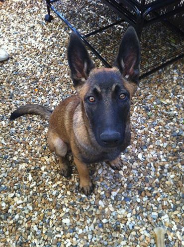 Jango (du haras d'orion) Des Guerriers d'Anubis