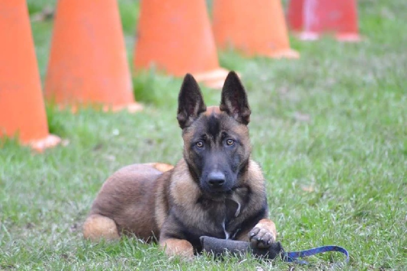 Lysko (du haras d'orion) Des Guerriers d'Anubis