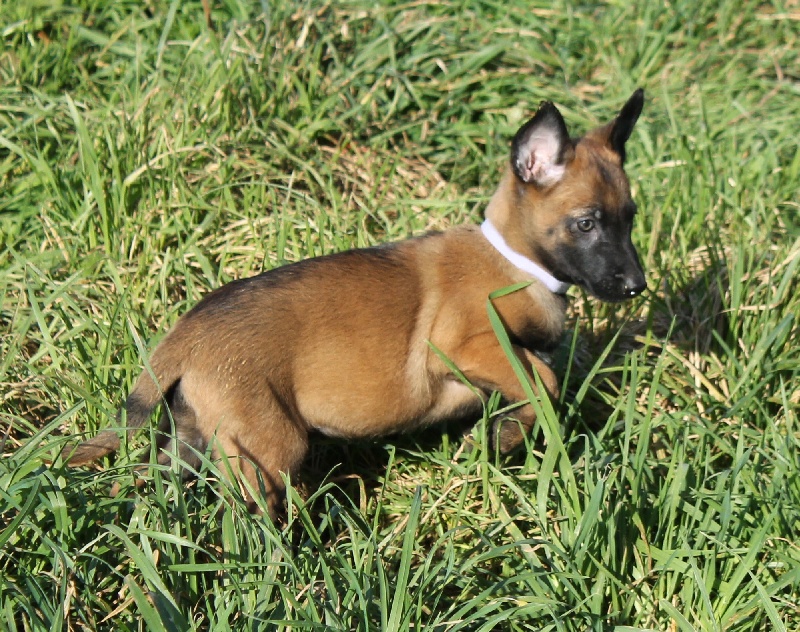 Miss Des Guerriers d'Anubis