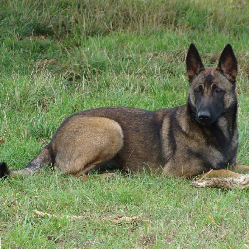 Joy (du haras d'orion) Des Guerriers d'Anubis