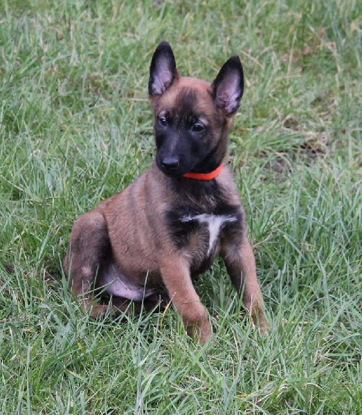 Marley Des Guerriers d'Anubis