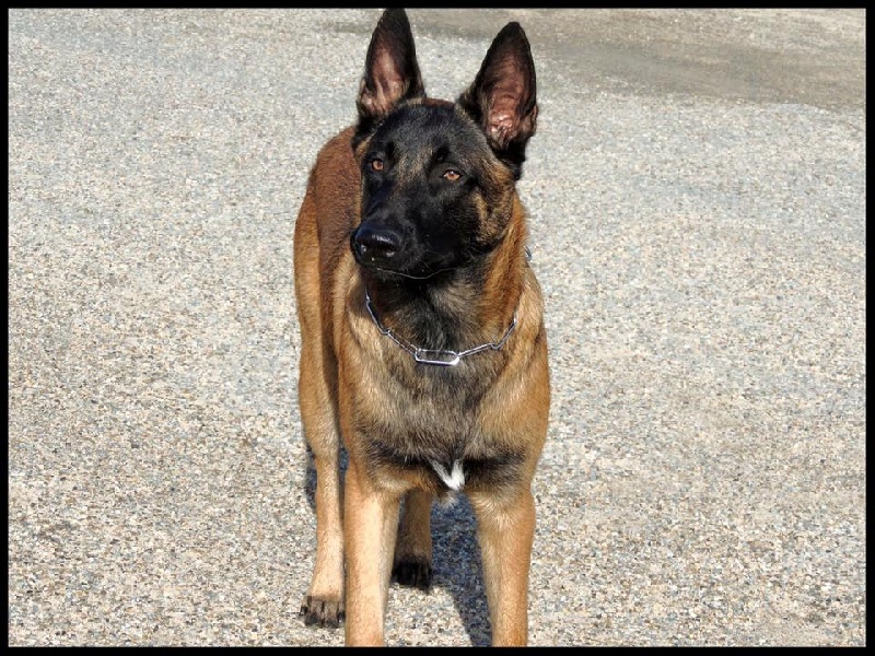 Loko (du haras d'orion) Des Guerriers d'Anubis