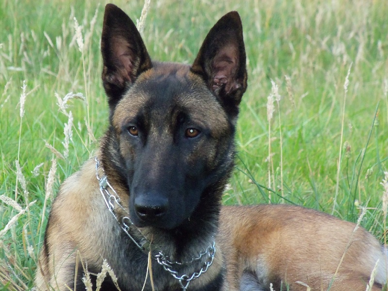 Hali (du haras d'orion) Des Guerriers d'Anubis
