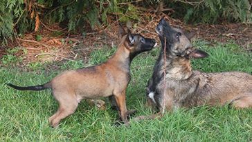Max Des Guerriers d'Anubis