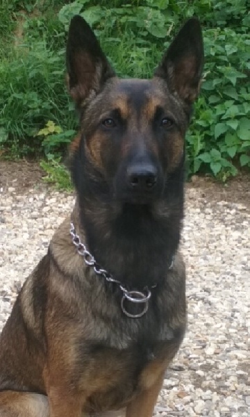 Iana (du haras d'orion) Des Guerriers d'Anubis