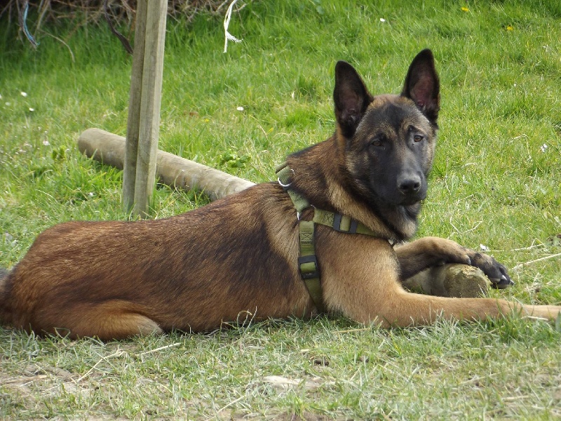 Loky Des Guerriers d'Anubis