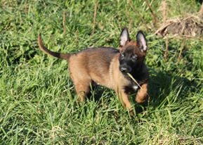 Madrik Des Guerriers d'Anubis