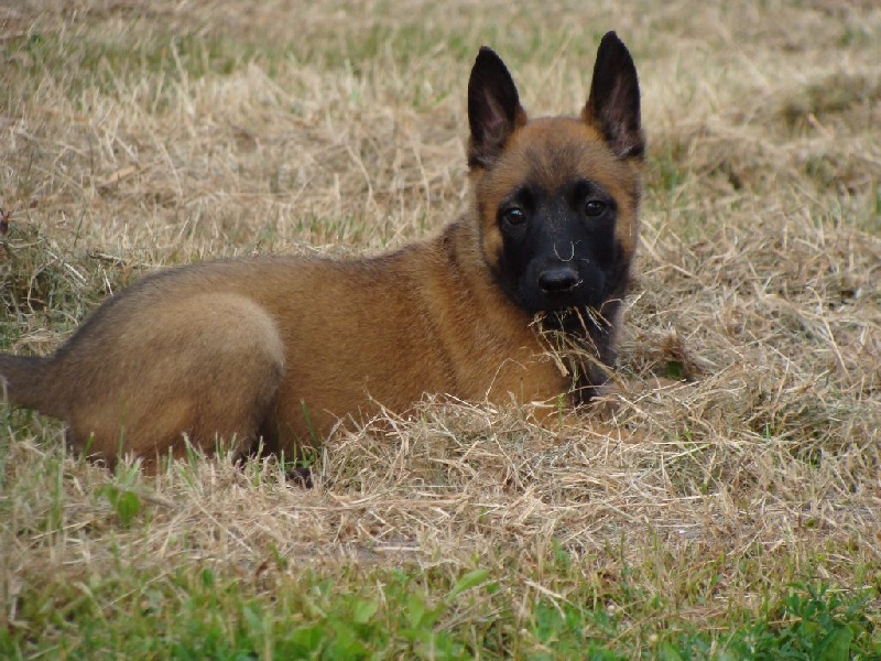 Lyron (du haras d'orion) Des Guerriers d'Anubis