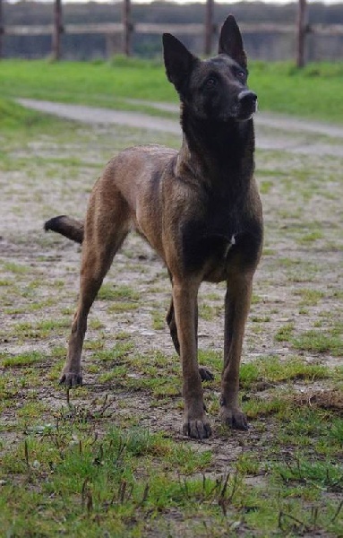 Ginger Des Guerriers d'Anubis