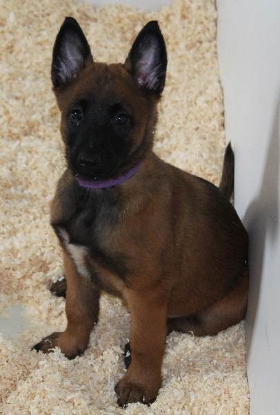 Mookie Des Guerriers d'Anubis