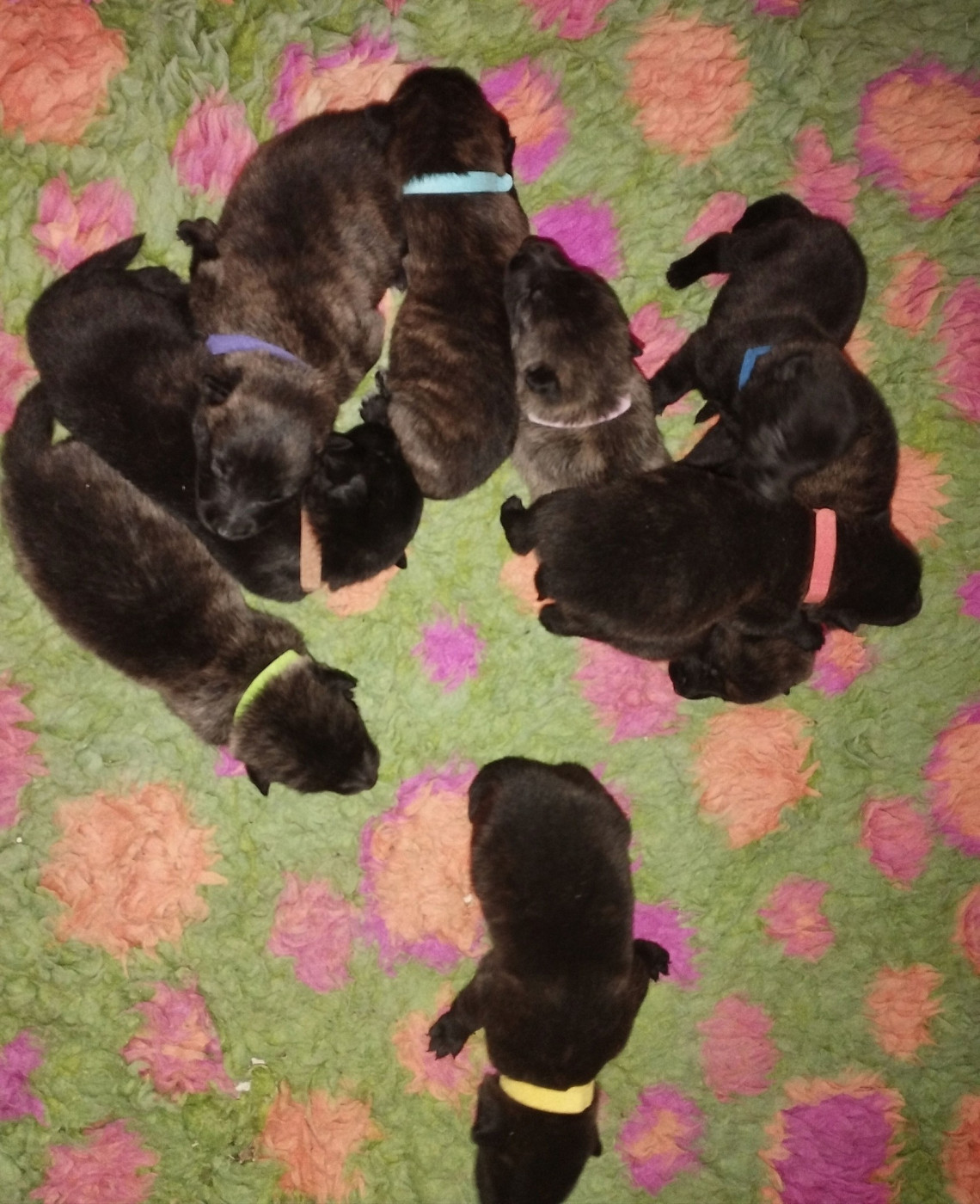 Chiot Berger hollandais Des Guerriers d'Anubis