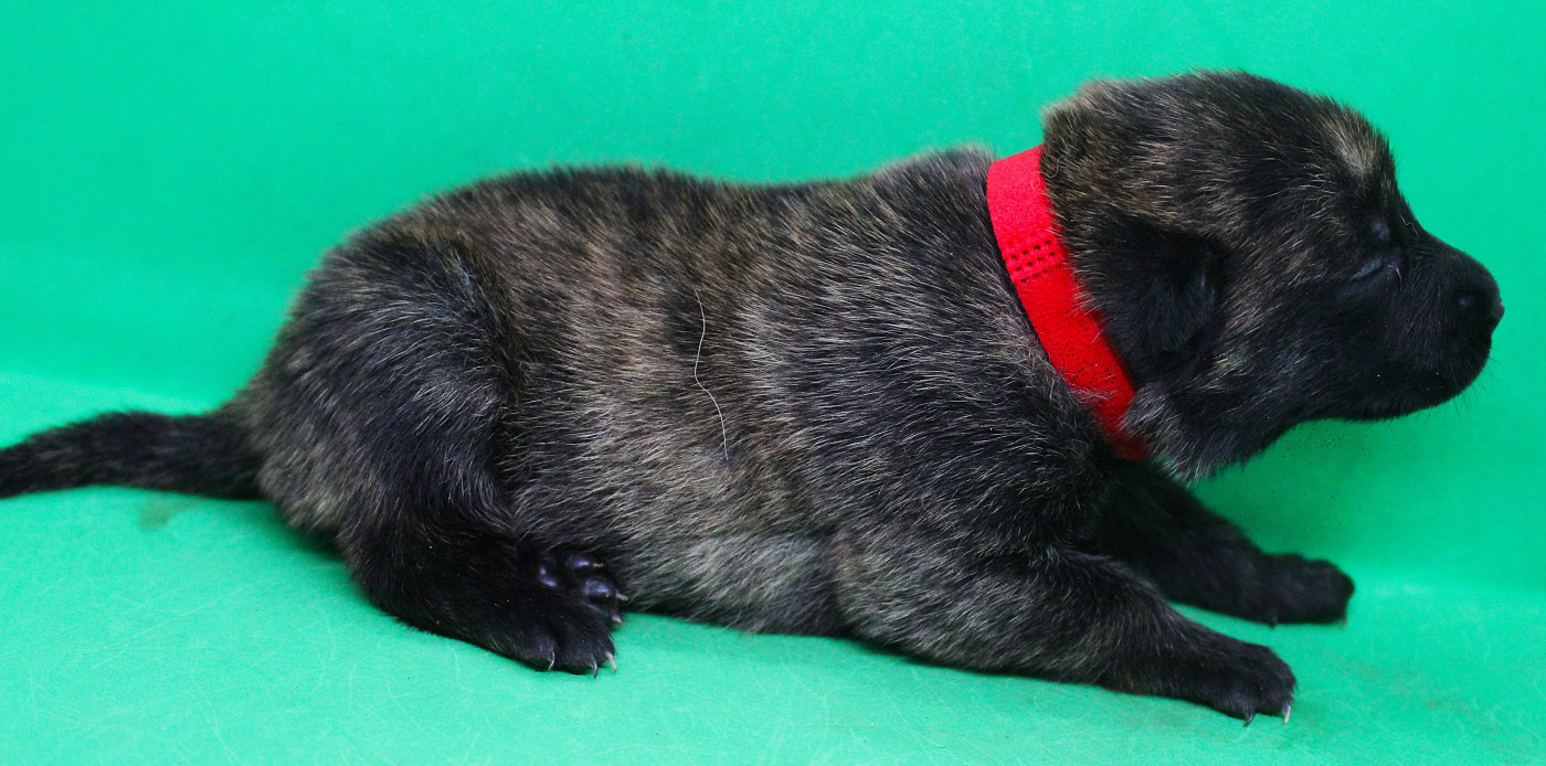 Des Guerriers d'Anubis - Chiots disponibles - Berger hollandais