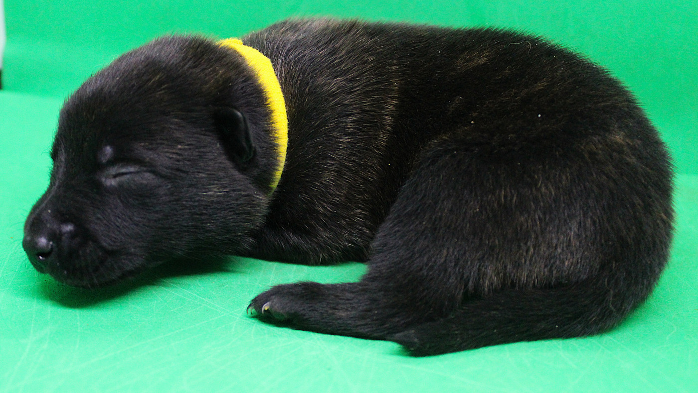 Des Guerriers d'Anubis - Chiots disponibles - Berger hollandais