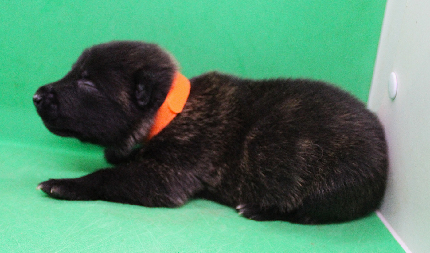 Des Guerriers d'Anubis - Chiots disponibles - Berger hollandais
