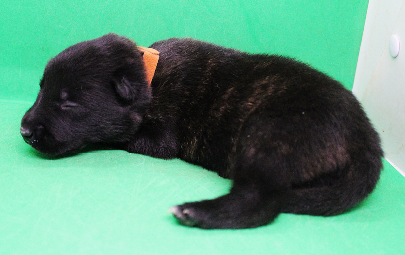 Des Guerriers d'Anubis - Chiots disponibles - Berger hollandais
