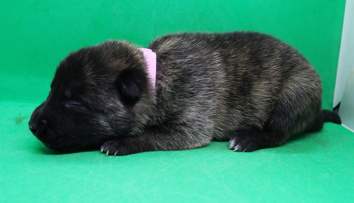 Des Guerriers d'Anubis - Chiots disponibles - Berger hollandais