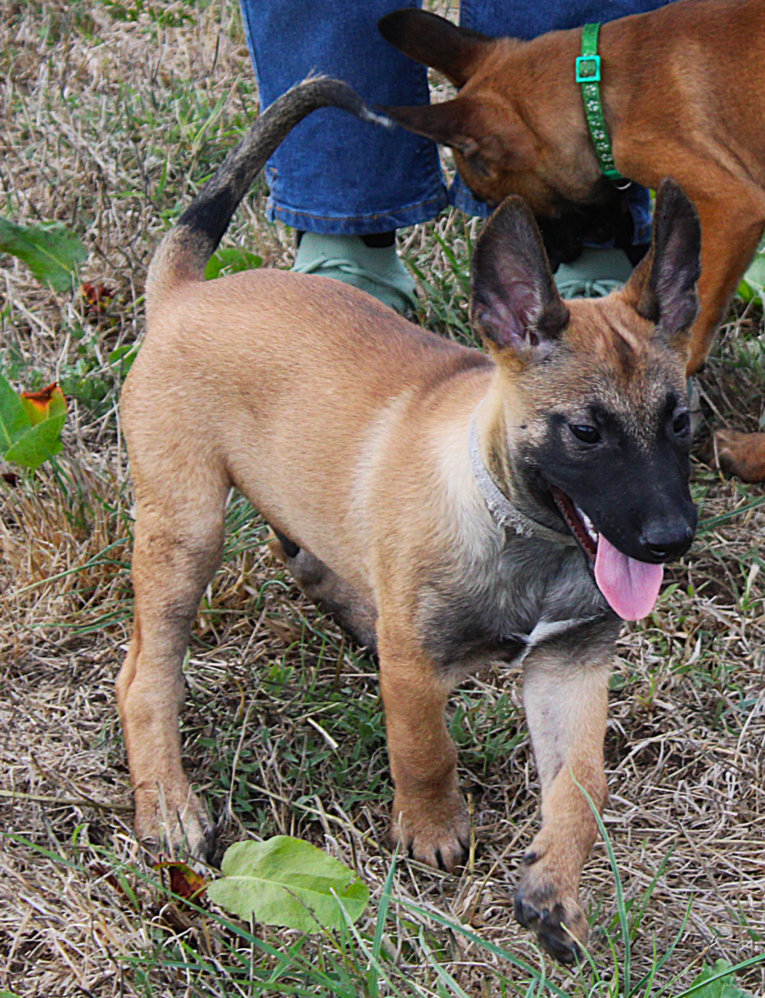 Des Guerriers d'Anubis - Chiots disponibles - Berger Belge