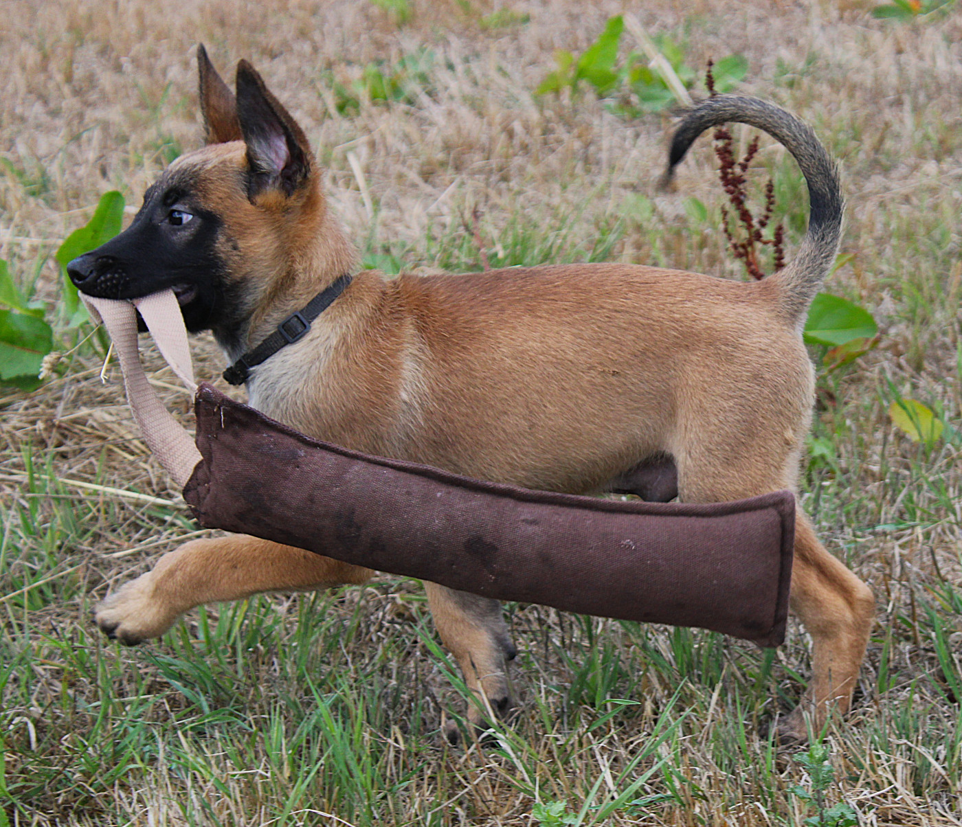 Des Guerriers d'Anubis - Chiots disponibles - Berger Belge