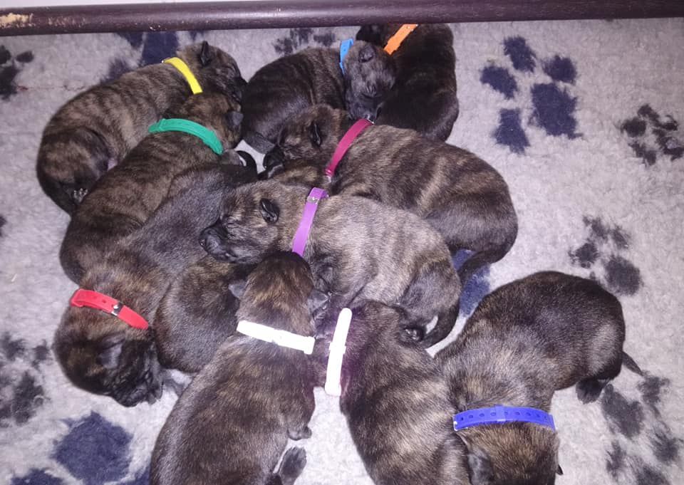 Chiot Berger hollandais Des Guerriers d'Anubis