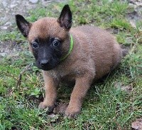 Olly des Guerriers d'Anubis