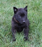 Oslo des Guerriers d'Anubis