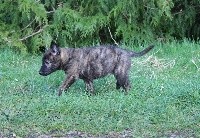 Phloki des Guerriers d'Anubis