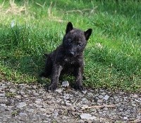 Pagaïe des Guerriers d'Anubis