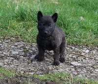 Pandor des Guerriers d'Anubis