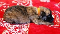 Monsieur Collier Orange